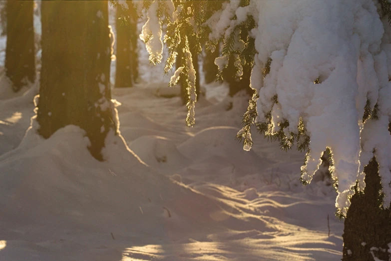 some trees and some snow with lots of snow