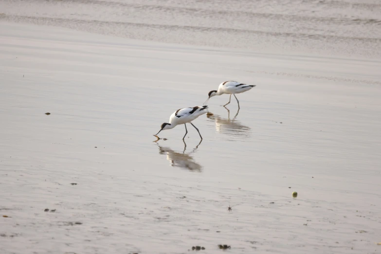 birds that are walking in the water by the beach