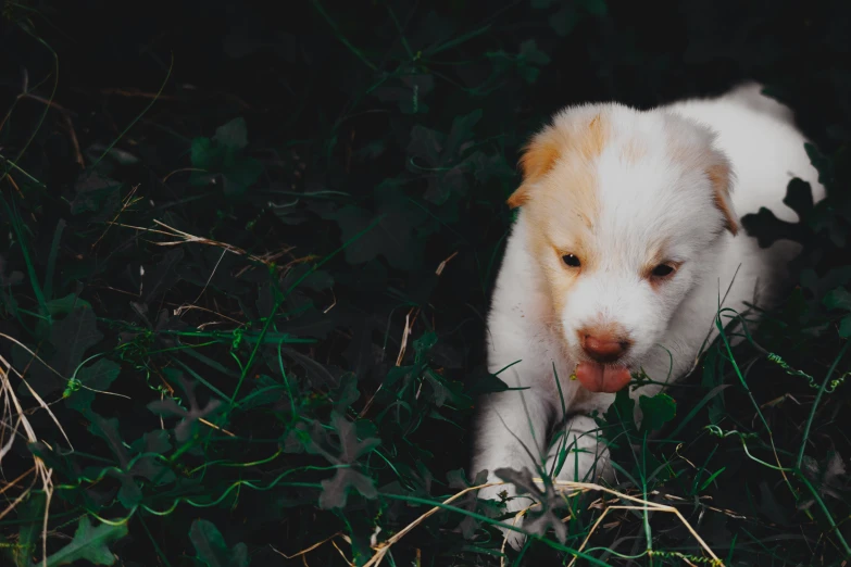 a puppy sits in the grass and looks away