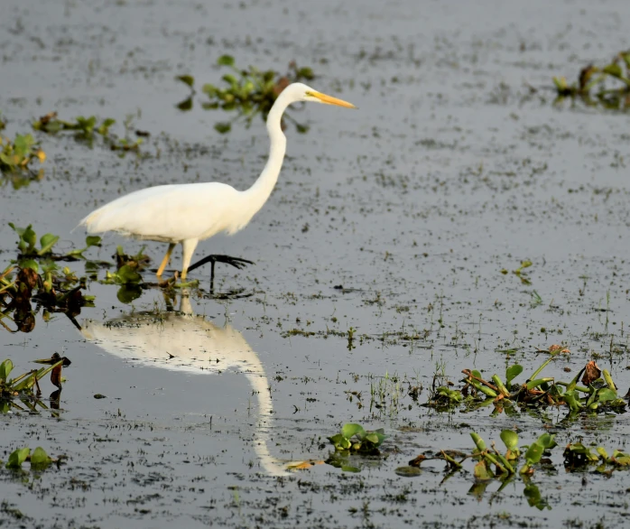 a large white bird in the water and plants