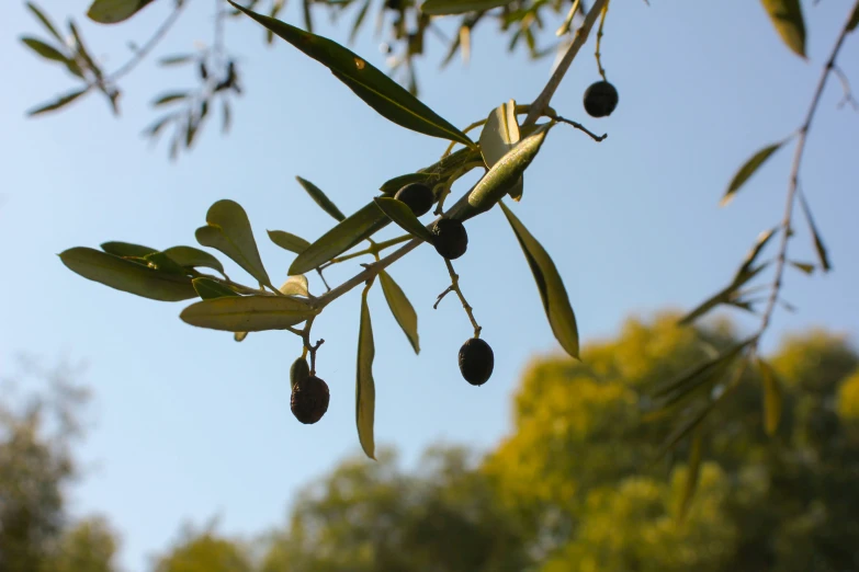 some green leafy nches and fruits hanging on it