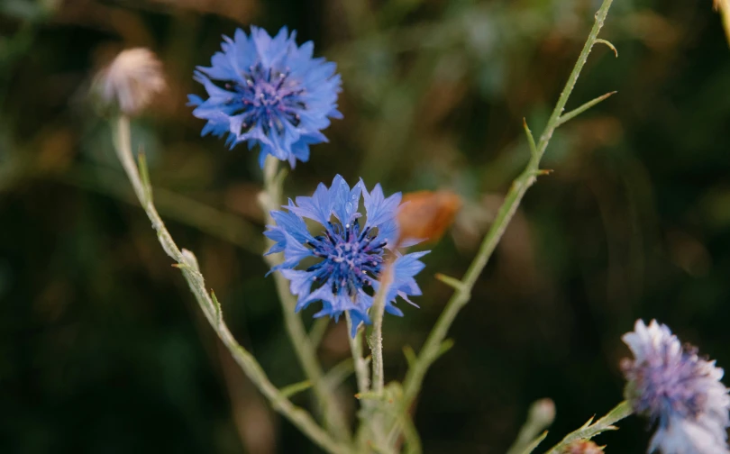 close up of some blue flowers with leaves