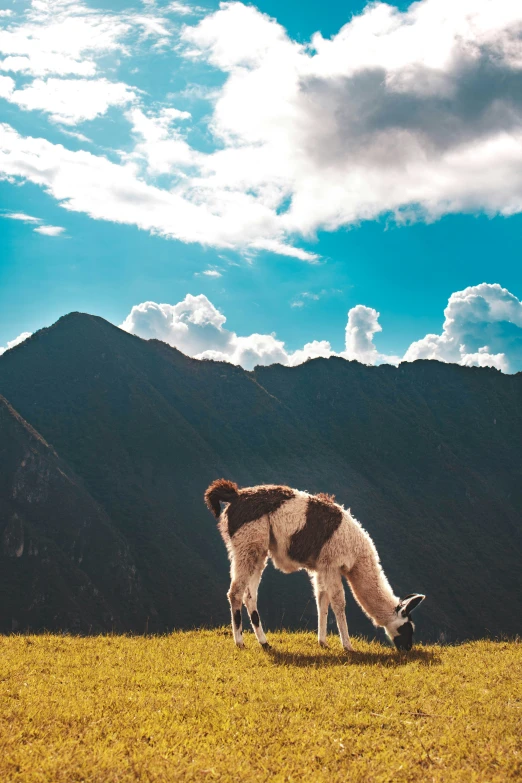 a spotted cow eats grass near a mountain range