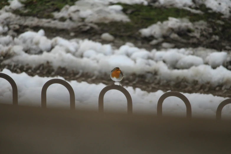 a small bird perched on top of a black stand