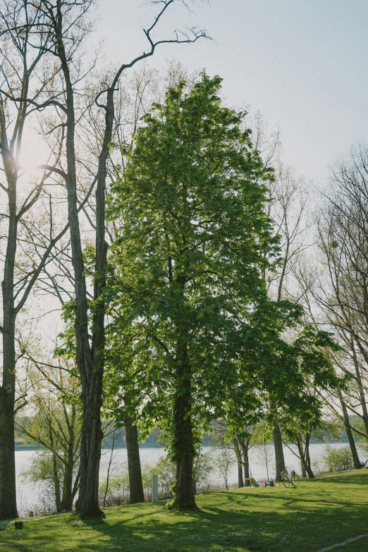 a green field surrounded by lots of trees and water