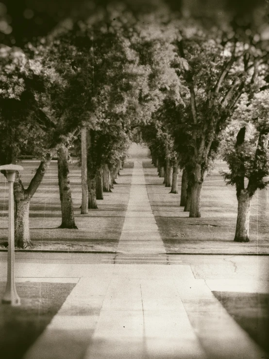 an old po of trees lining a park with its shadows and trees with their leaves still