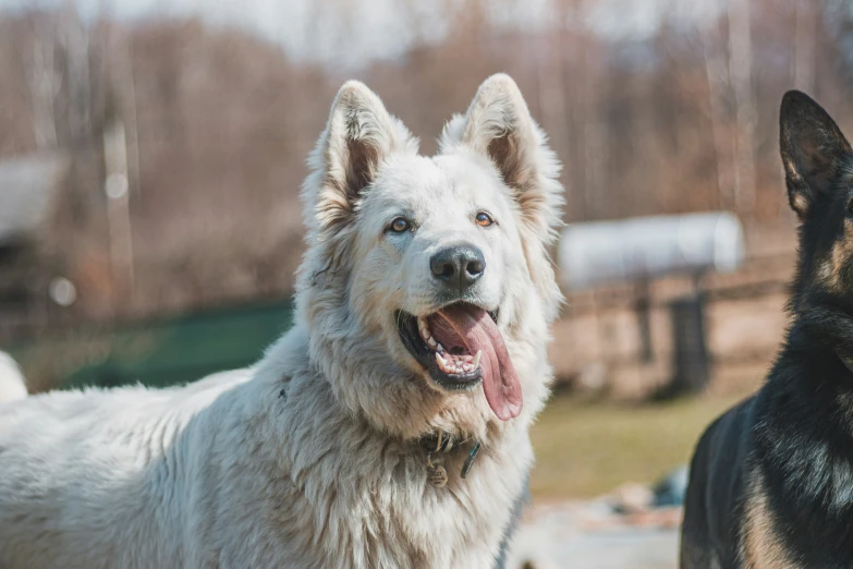 two large dogs that are sitting down outside