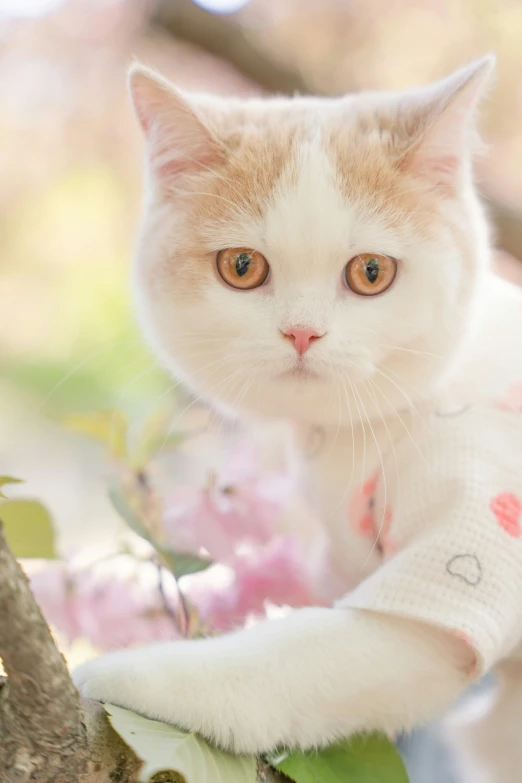 a cat sitting on a nch wearing a sweater