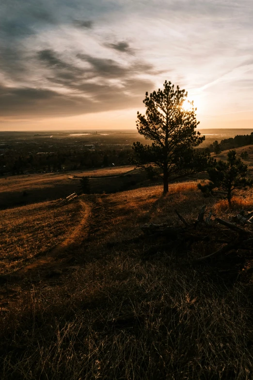 a lone tree standing in the grass in front of a field