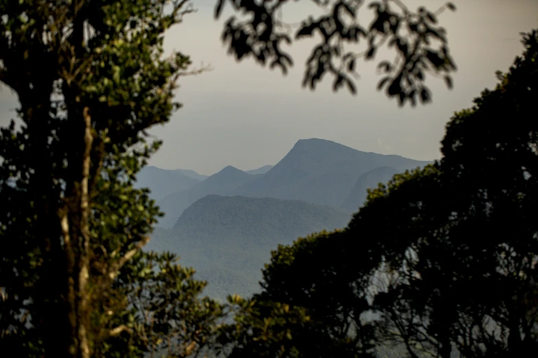 a tree line looking out over mountains with a plane flying above