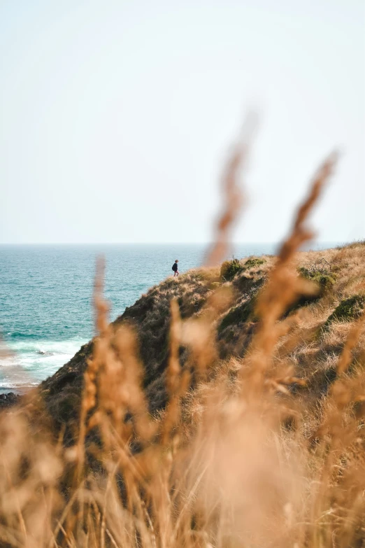 an animal is on the cliff overlooking the ocean