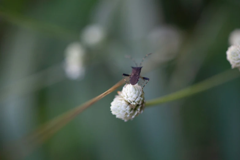 an insect is sitting on a flower in the wild