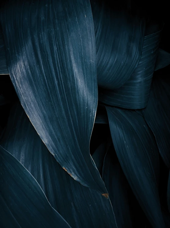 the dark blue and brown leaves of an unusual plant