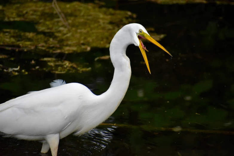 the white crane has it's long yellow beak