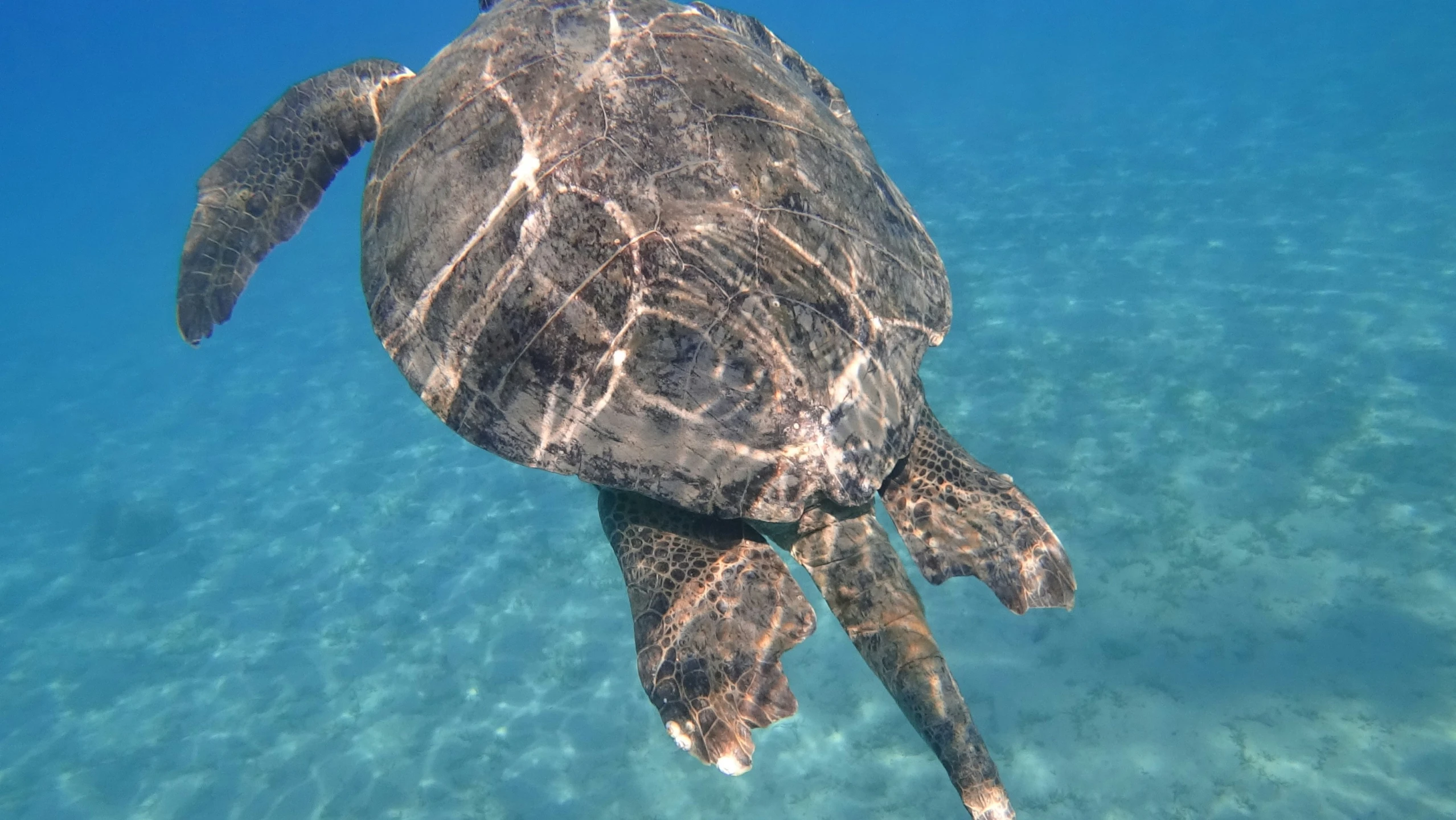 the turtle is looking over his head to swim