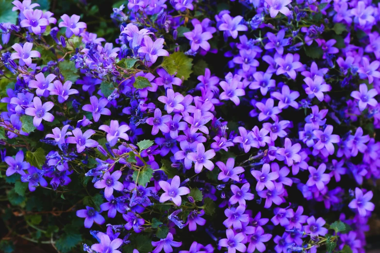 a close up view of purple flowers growing on a bush