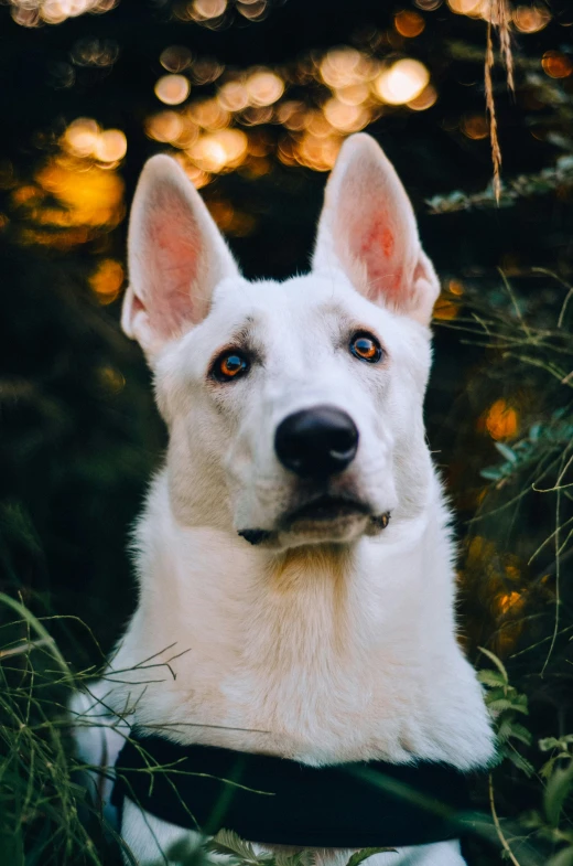 a white german shepherd looks at the camera