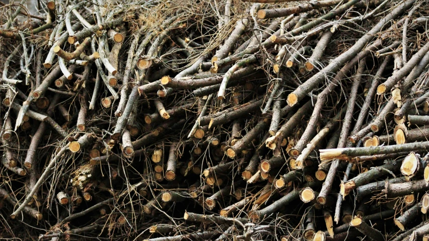 many bundles of small wood sitting on the ground