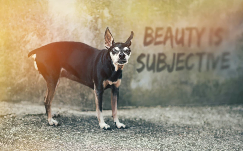 a black and brown dog standing in front of a graffiti sign