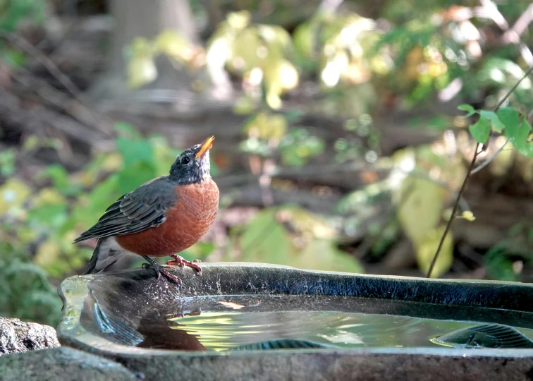 an orange and gray bird sitting on a water bowl