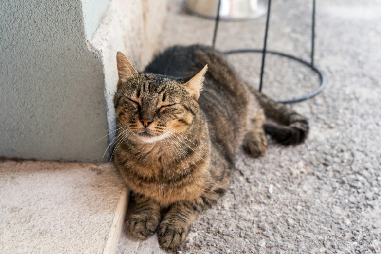 the cat is laying on the floor by the wall