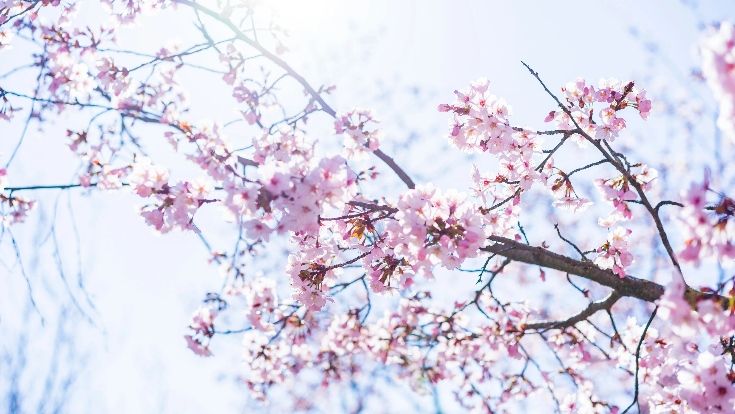 a tree that has pink flowers on it