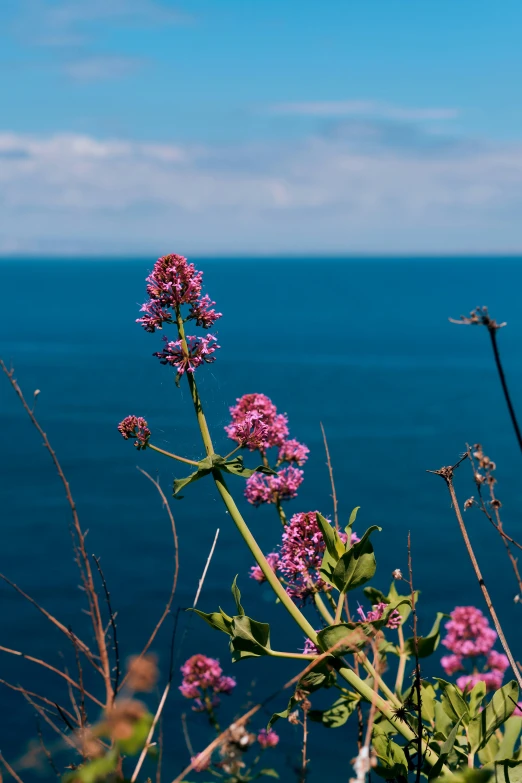 a purple flower is in bloom next to some water