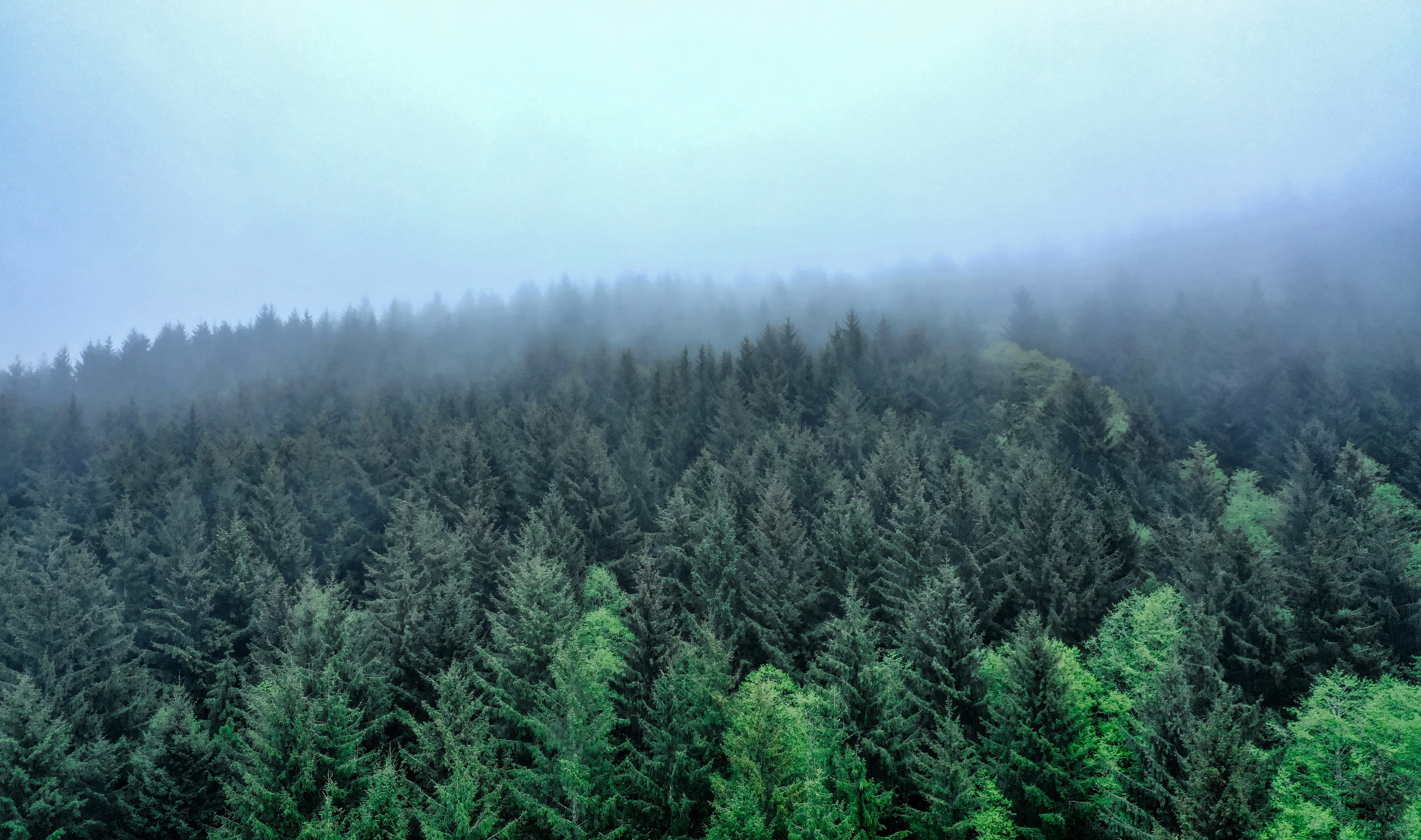 a view of trees shrouded in fog