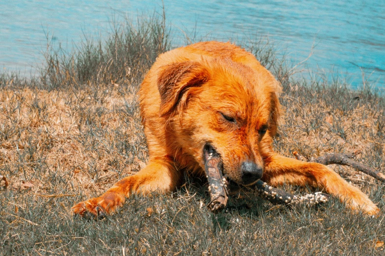 a dog chewing on a bone that has fallen down in the grass