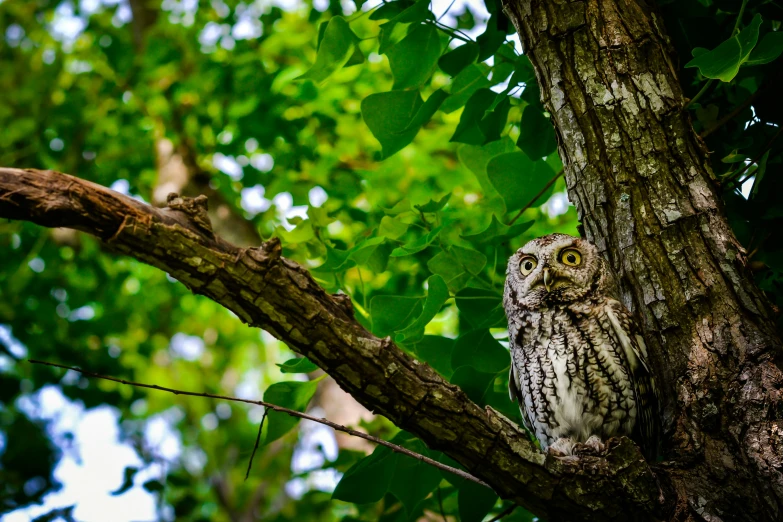 an owl looking out from a nch on a tree