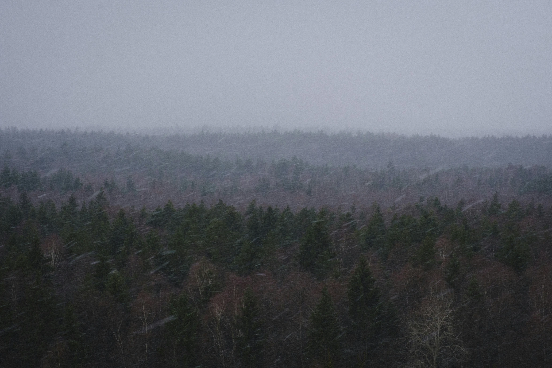 a large forest is shown during a cloudy day