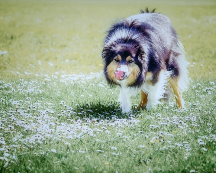 a large brown and white dog in the grass