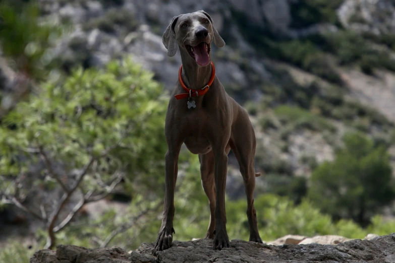 a dog standing on top of a rock with its tongue out