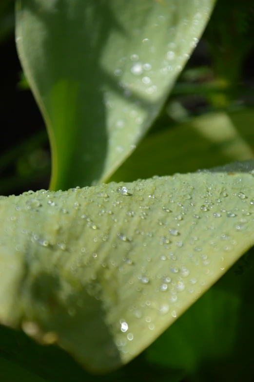 close up of a leaf with droplets on it