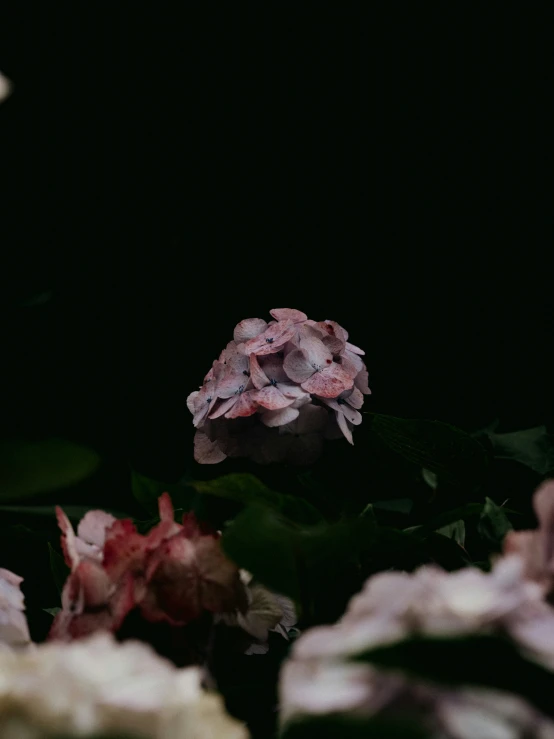 a bunch of flowers with green leaves and dark background