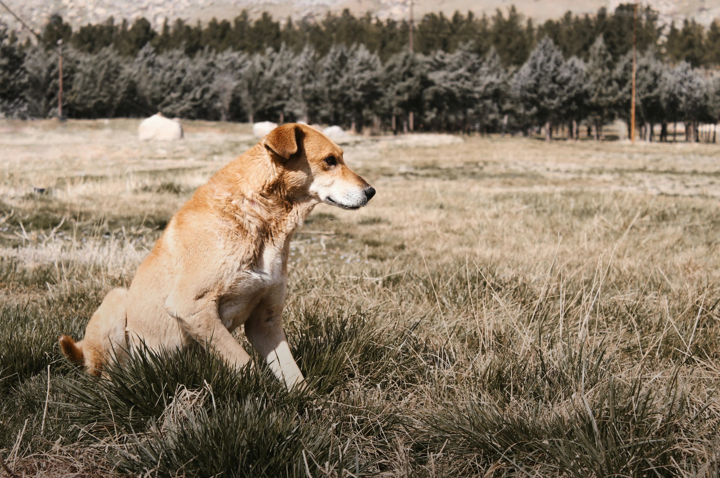 a brown dog sitting in grass next to trees