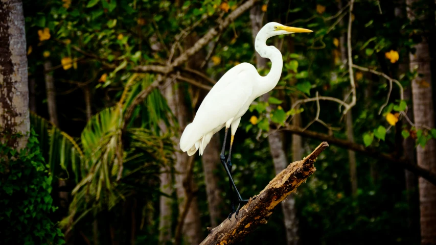 an egret sits on top of a tree nch