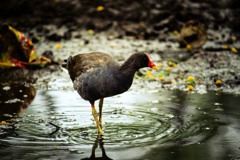 a bird with long neck standing in shallow water