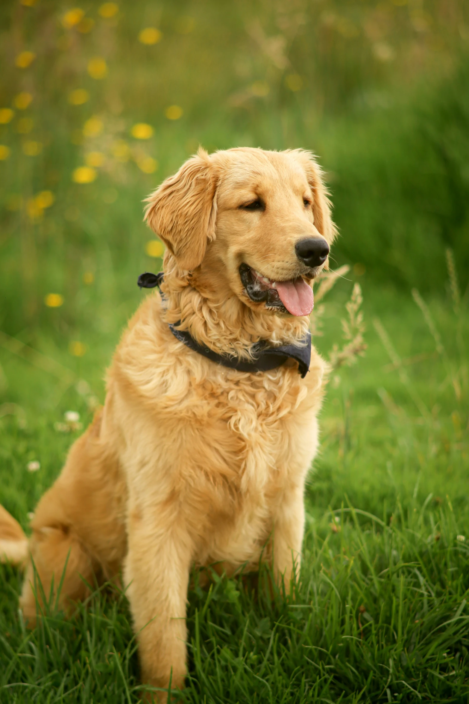 a close up of a dog in the grass with flowers in the background