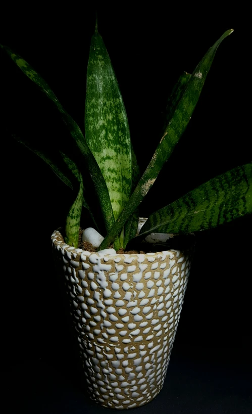 a plant sitting in a white pot filled with lots of water
