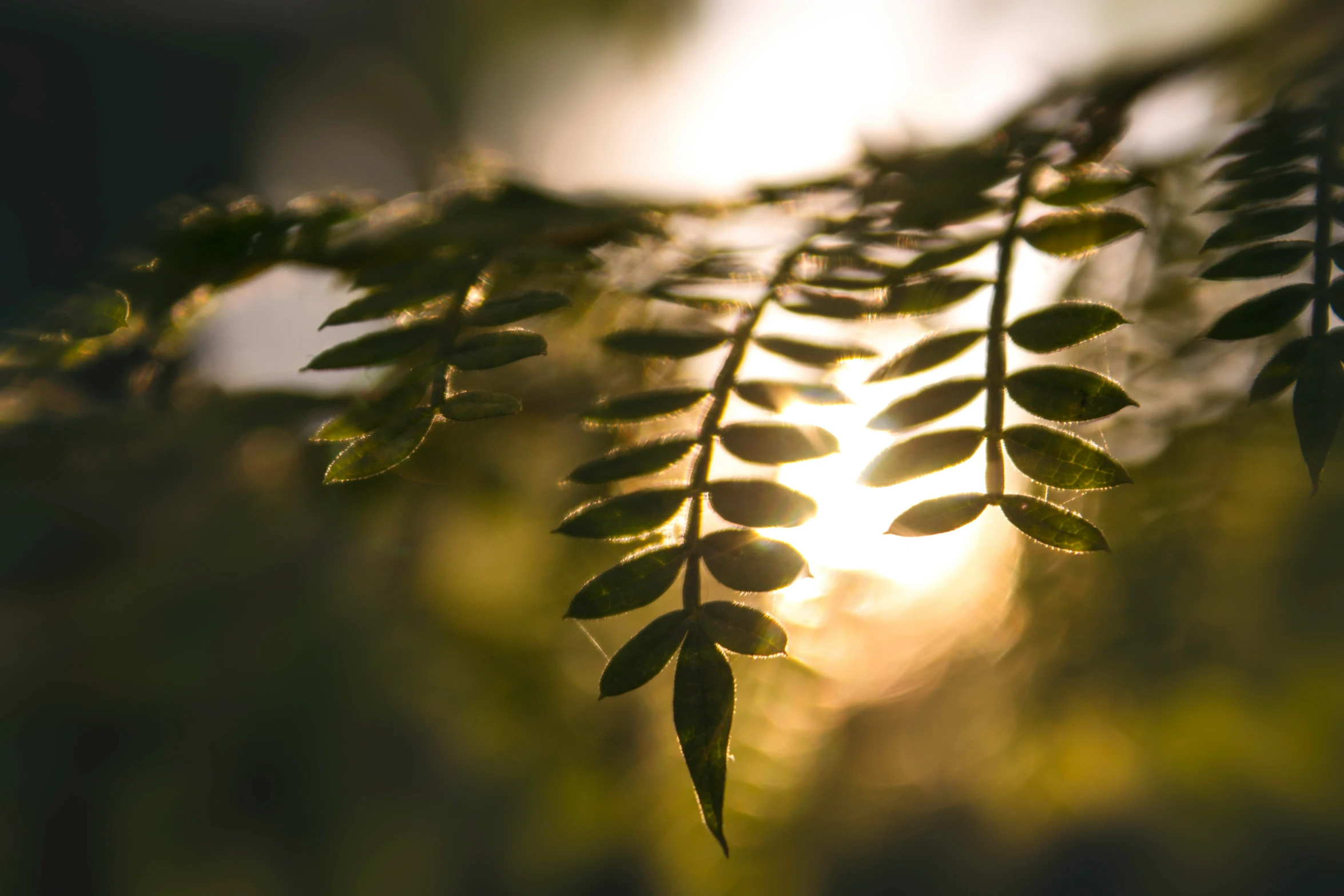 a bunch of green leaves on the nch in front of the sun