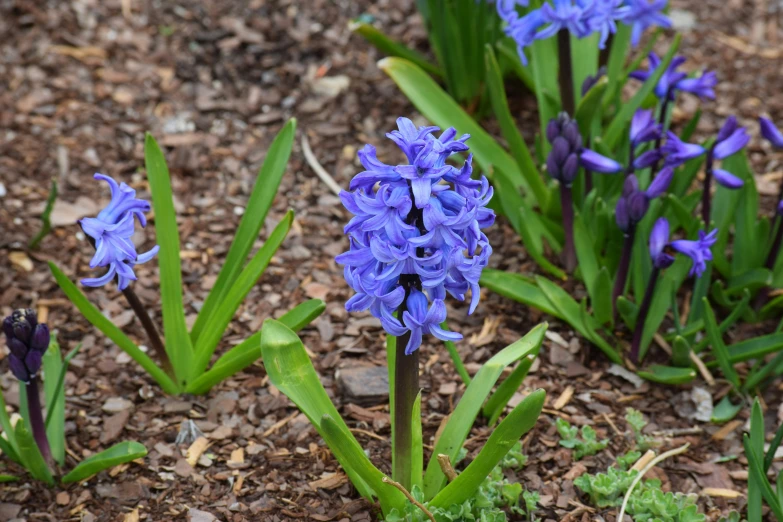 several flowers, one blue, are on the ground