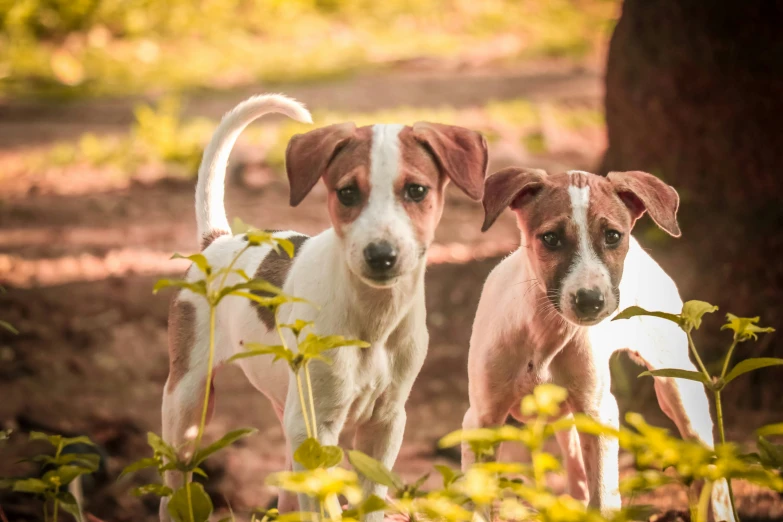 two dogs are standing in a patch of green