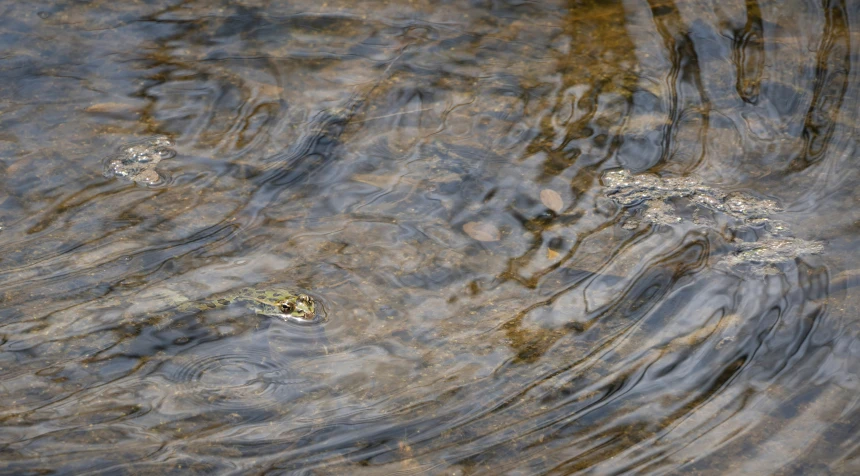 an alligator is swimming in some water