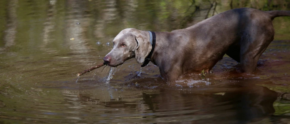 a dog carrying soing in it's mouth in the water