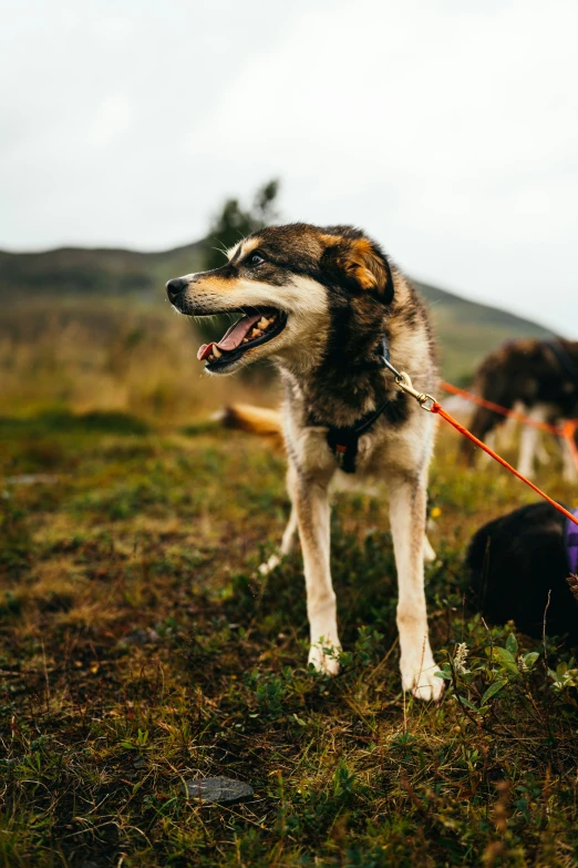 a dog leashed on a field by another dog