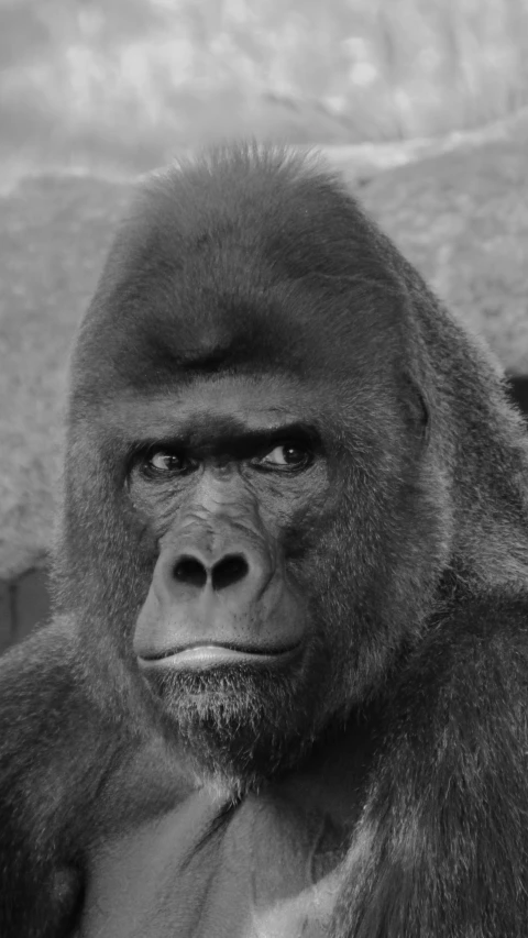 a black and white image of a gorilla