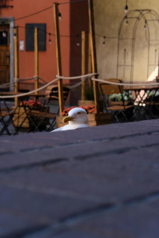 a close up of a white dog near some chairs