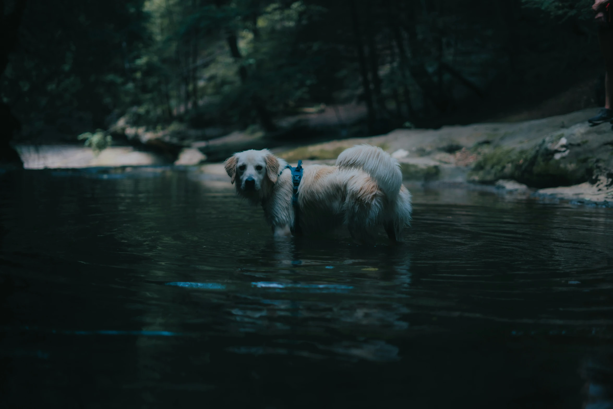 a dog that is in the water looking around