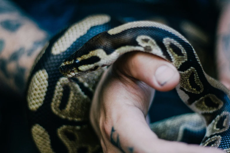 a close up of a person holding a snake